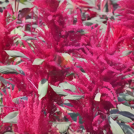 Red Love Lies Bleeding Amaranth Seeds