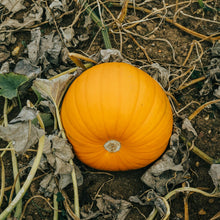Giant Pumpkin Seeds