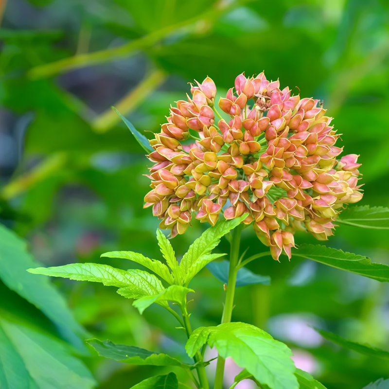 Lychnis Seeds - Salmon Red