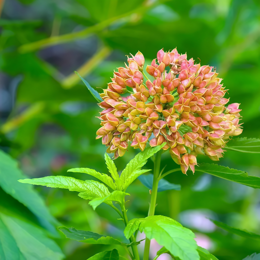 Lychnis Seeds - Salmon Red
