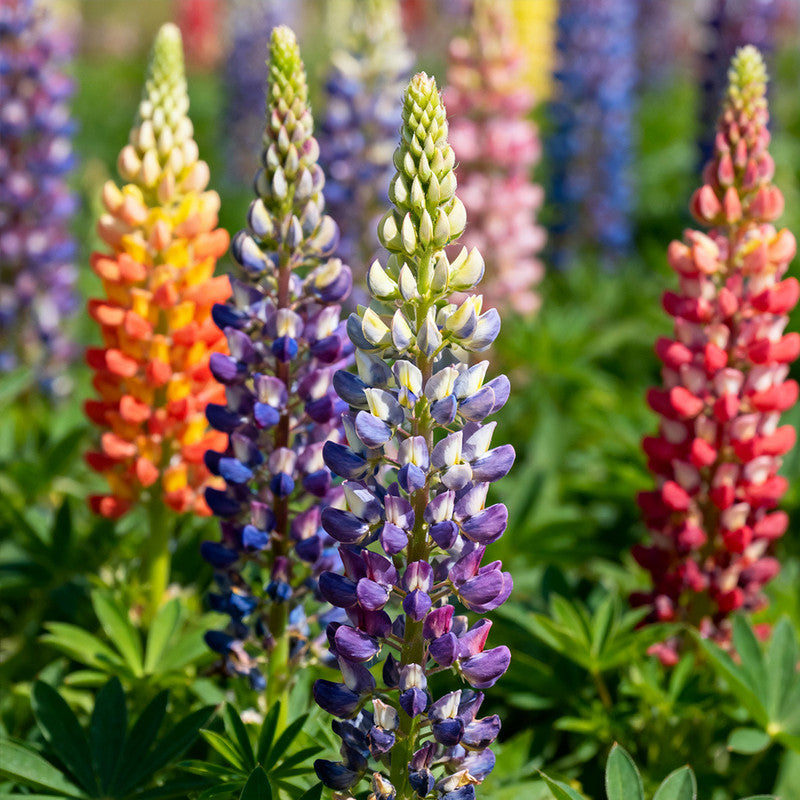 Lupine Seeds - Mix