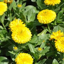 Light Yellow Calendula Seeds