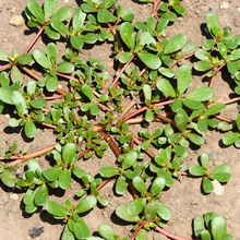 Purslane Seeds