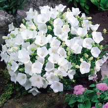 White Bellflower Seeds