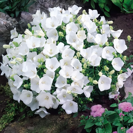 White Bellflower Seeds