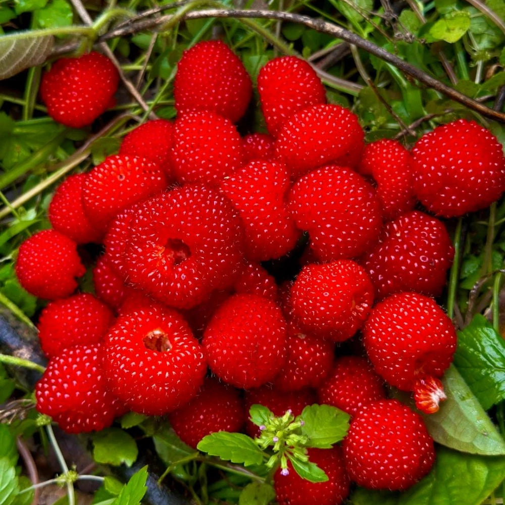 Indian Mock Strawberry Seeds