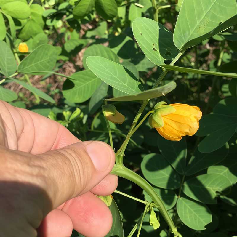 Thermopsis Seeds