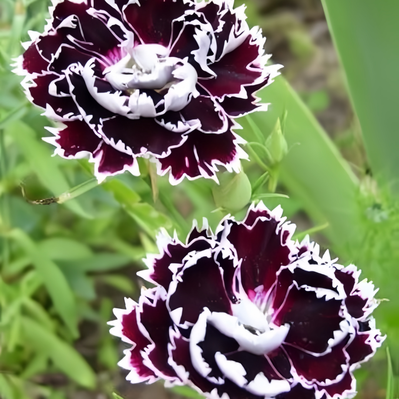 Dark Purple Dianthus Seeds