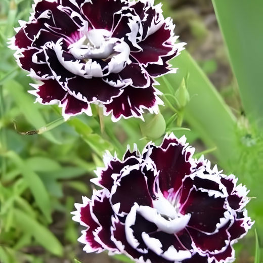 Dark Purple Dianthus Seeds