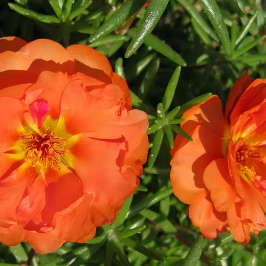 Moss Rose Seeds - Orange Red