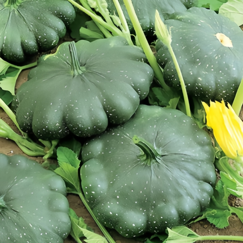 Green Squash Seeds