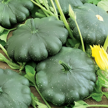 Green Squash Seeds