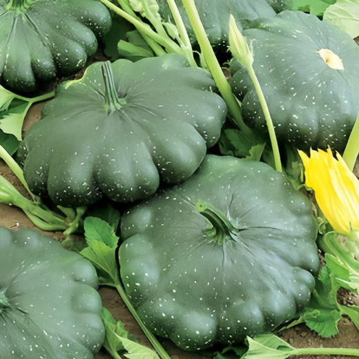Green Squash Seeds