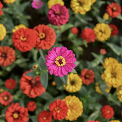 Dahlia Seeds - Mix