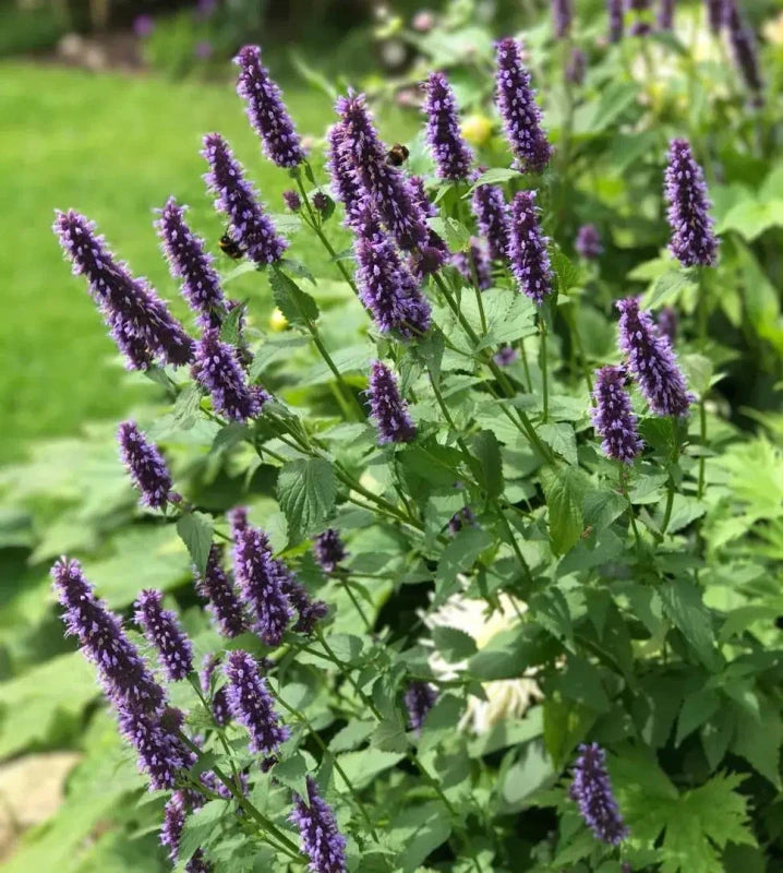 Korean Mint Seeds