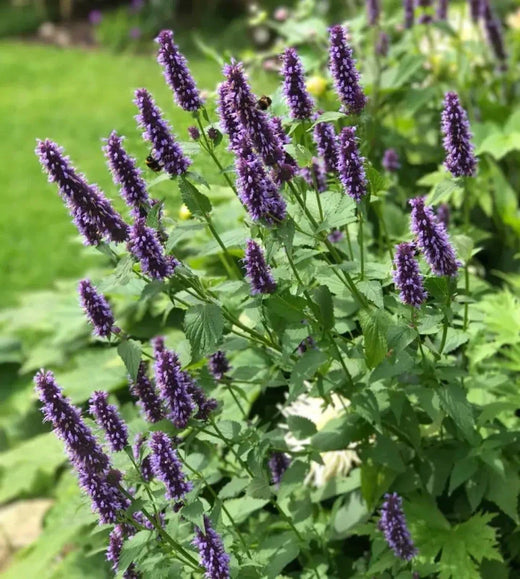 Korean Mint Seeds