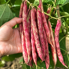 Thai Bean Seeds
