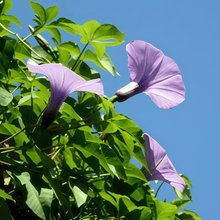 Petumia Hybrida Flower Seeds 100000