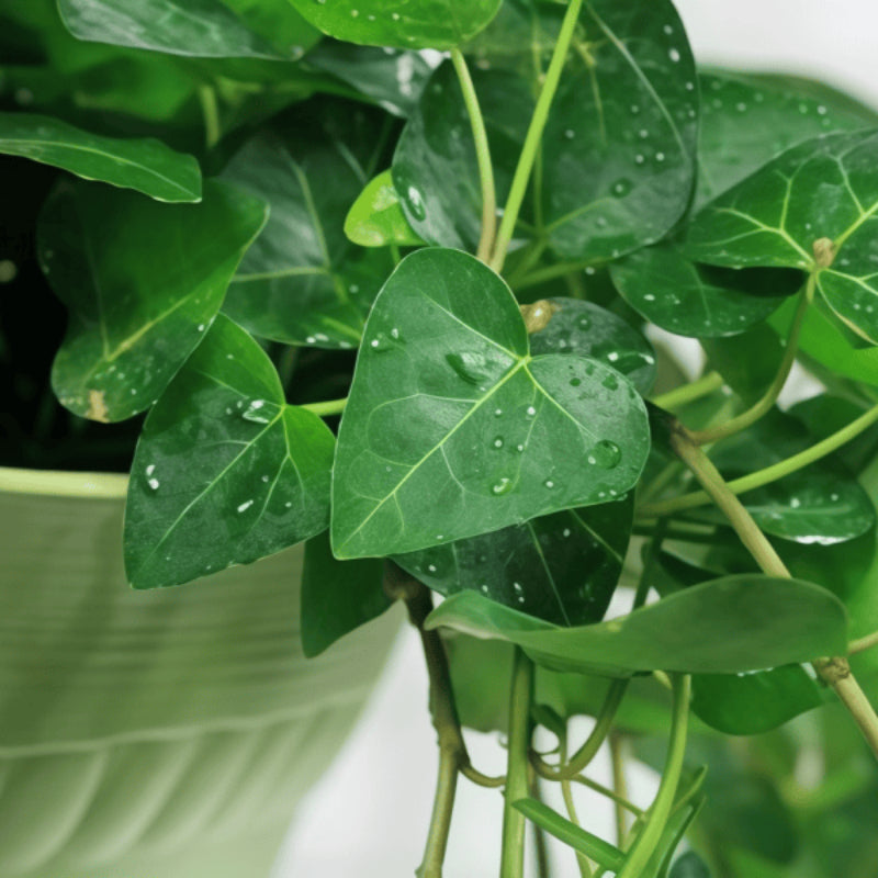 Ivy seeds up to 50%