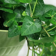 Ivy Seeds