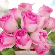 Pink Rose Seeds for Garden Planting