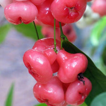 Rose Apple Seeds