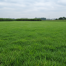Nuglade Grass Seed