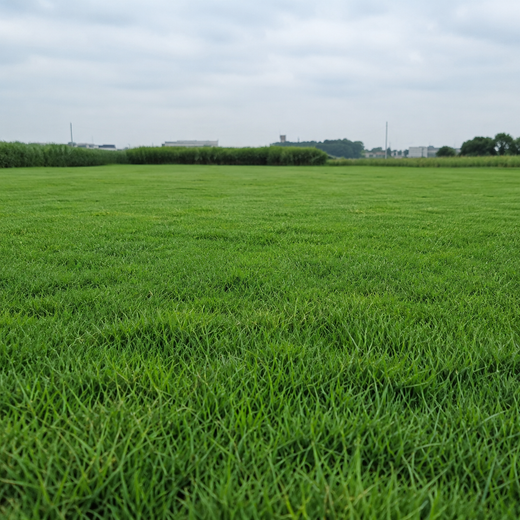 Nuglade Grass Seed