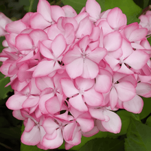 Hydrangea Flower Seeds