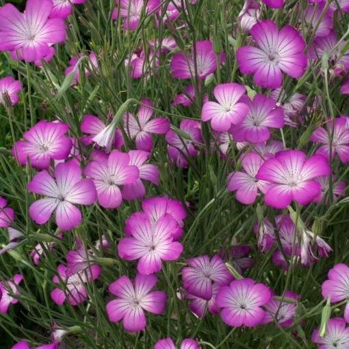 Small Pink Corncockle Seeds