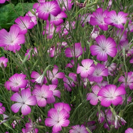 Big Pink Corncockle Seeds