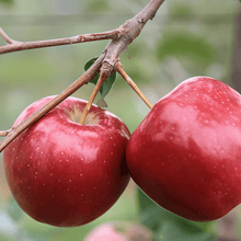 Apple Tree Seeds
