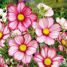 Light Pink Red Cosmos Seeds