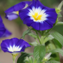 Blue Dwarf Morning Glory Seeds