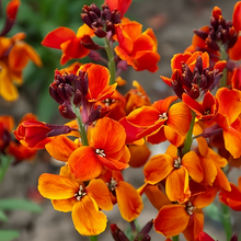 Wallflower Seeds - Mix