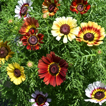 Painted Daisy Seeds - Mix