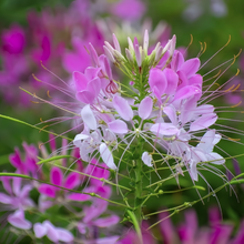 Clarkia Elegans Seeds - Purplish Red