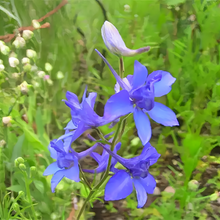 Larkspur Seeds - Blue