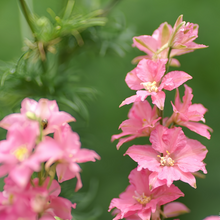 Larkspur Seeds - Pink