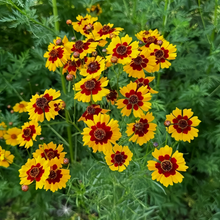 Plains Coreopsis Seeds - Red and Yellow