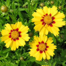 Plains Coreopsis Seeds - Yellow