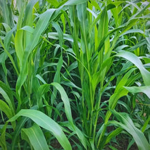 Sudan Grass Seeds