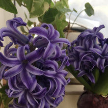 Hyacinth Seeds