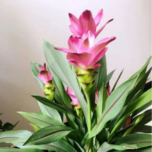 Pink Curcuma Seeds