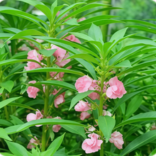 Impatiens Balsamina Seeds