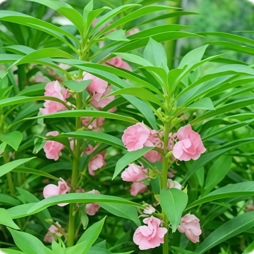 Impatiens Balsamina Seeds