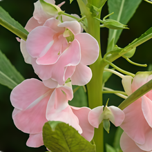Impatiens Balsamina Seeds