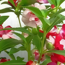 Impatiens Balsamina Seeds