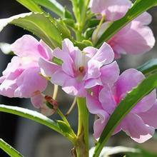Impatiens Balsamina Seeds