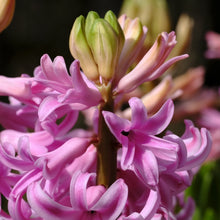 Hyacinth Seeds